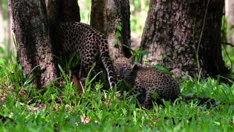 Der-Indochinesische-Leopard-Ist-Eine-Gefährdete-Art-Und-Eine-Der-Großen-Katzen-Thailands