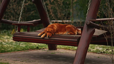 retrato de un golden retriever de pura raza soñoliento, descansando y esperando en un banco de columpio de madera