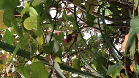 Cardenal-Rojo-Come-Bayas-En-Los-Arbustos,-Imágenes-Verticales