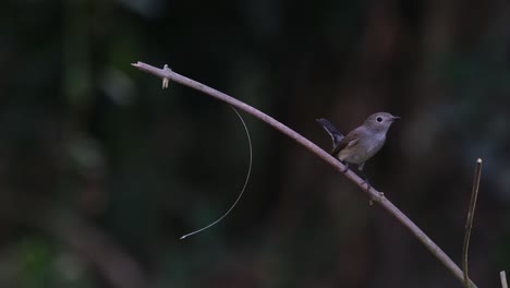 vuela desde el lado derecho del cuadro, el capturador de moscas de la taiga se posó por un tiempo, hizo caca y voló hacia la parte inferior derecha del cuadro, mientras que algunos insectos vuelan en el fondo