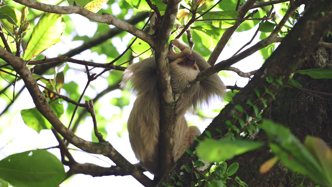 perezoso costarricense colgando relajado de una rama de árbol vida silvestre de la selva tropical de américa central