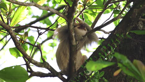 Perezoso-Costarricense-Colgando-Relajado-De-La-Rama-De-Un-árbol-Vida-Silvestre-De-La-Selva-Tropical-De-América-Central