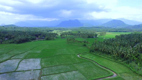 Rice-field,-Paddy-field-or-rice-field-at-Kollangode,-Palakkad-District,-Kerala,-South-India