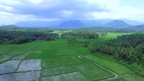 rice field, paddy field or rice field at kollangode, palakkad district, kerala, south india