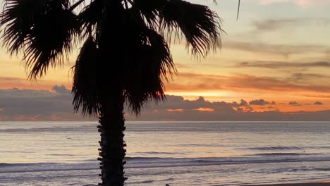 amazing sunset at tropical palms landscape with palm trees