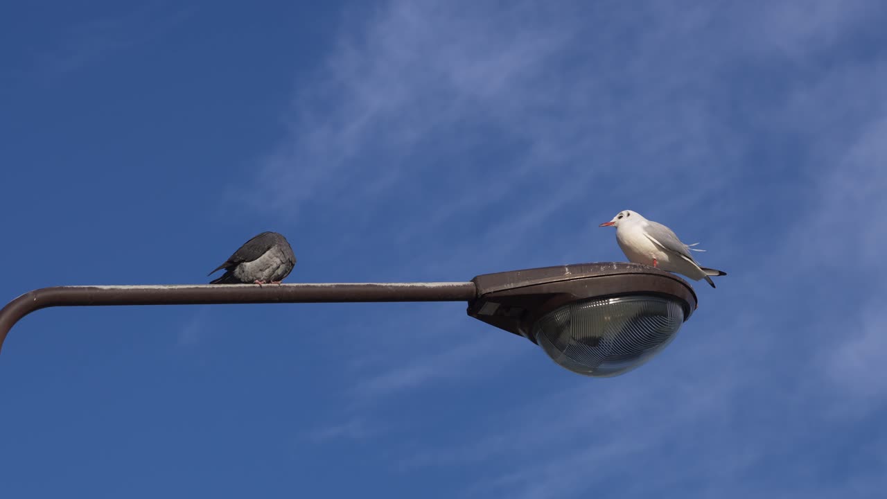 Birds Resting on Lamp Post with Blue Sky and Moving Clouds. Urban Birds on Lamp Post with Bright Sky Background