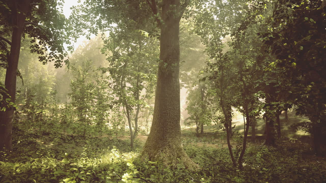 Lush forest scene bathed in warm light with towering trees and greenery