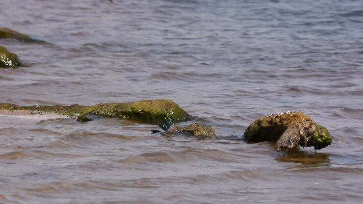 Nile Crocodile in Chobe River has caught a Lilac Breasted Roller bird