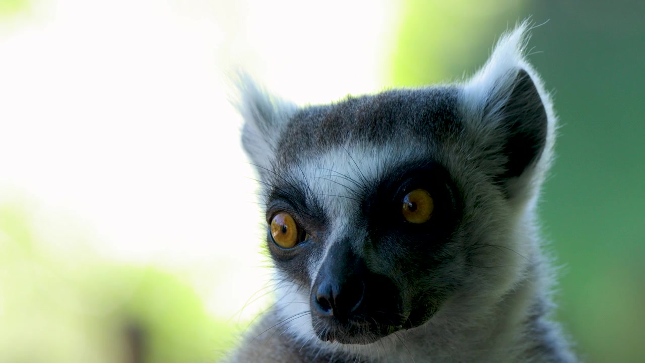 Um lêmure-de-cauda-anelada olha diretamente para a câmera com olhos laranja brilhantes à luz do dia.