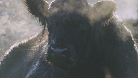 gran toro oscuro soplando aire brumoso a través del hocico en clima frío - cámara lenta