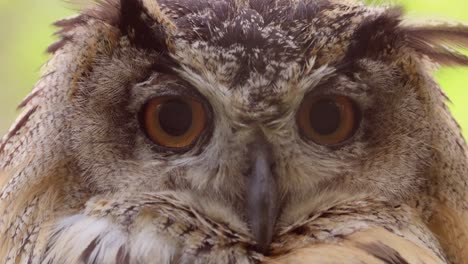 el búho águila eurasiático (bubo bubo) en primer plano.