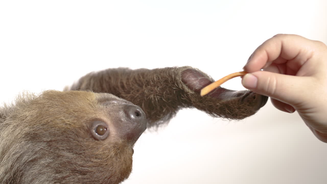 흰색 배경에 나무늘보에게 먹이를 주는 인간