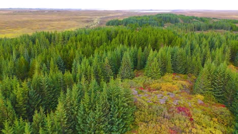 aerial orbiting shot of a rural collection of pine trees in the iceland countryside