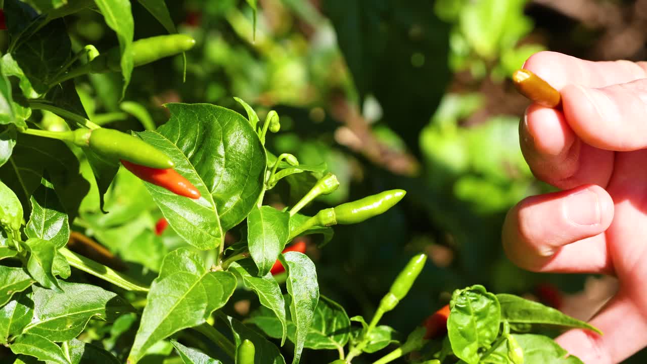 Hands picking ripe chilli peppers from lush green plants under bright sunlight, showcasing a vibrant farming scene