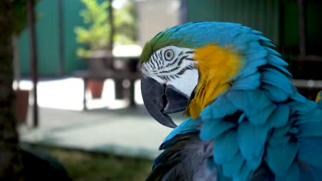 Slomo-Nahaufnahme-Eines-Wunderschönen-Blau-gelben-Ara-Papageien,-Der-Seine-Federn-Pflückt