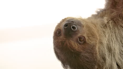 white background sloth with copy space hanging upside down