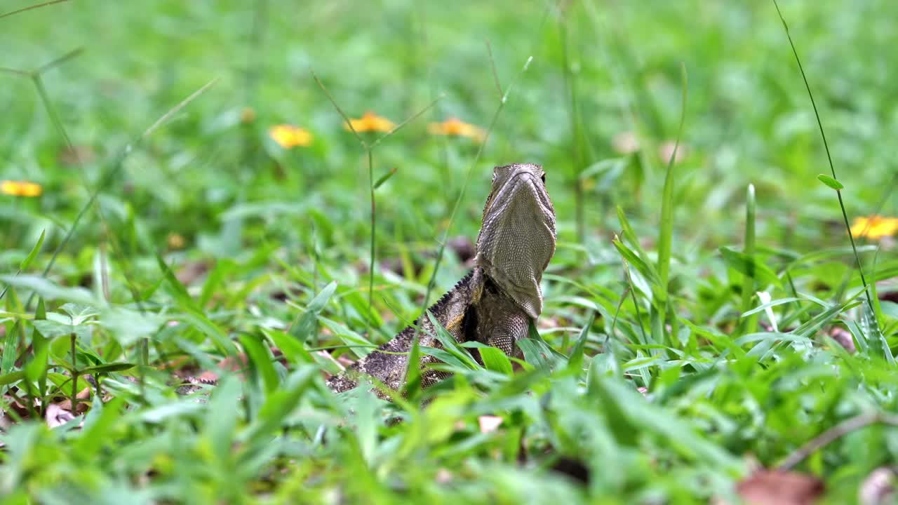 드래곤 도마뱀, 극북 퀸즐랜드 호주
