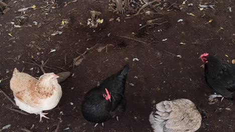 looking down on wild organic chicken in a free range farm