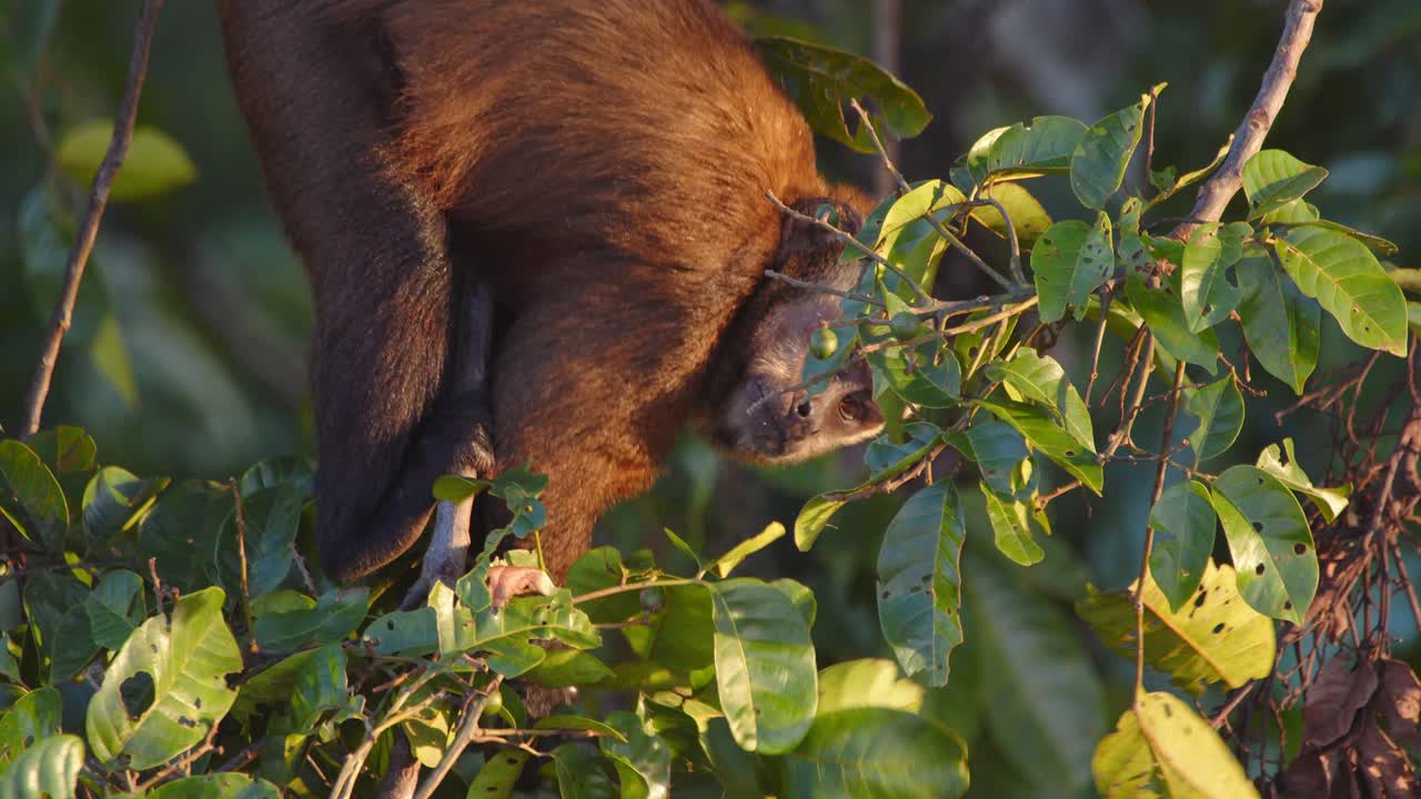 Closeup of Capuchin monkey carefully choosing ripe fruits to eat as it moves along the branches in golden morning light