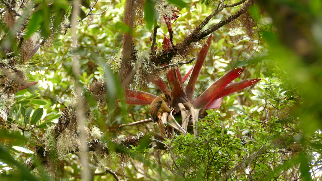 gran pájaro tropical marrón buscando comida en una planta tropical