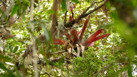 large brown tropical bird searching for food in a tropical plant