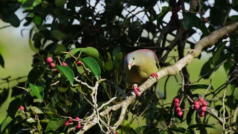 moviéndose de delante y mirando hacia atrás, una paloma verde de pico grueso treron curvirostra está buscando frutas maduras mientras agita su cola para mantener su equilibrio en un árbol en kaeng krachan, tailandia