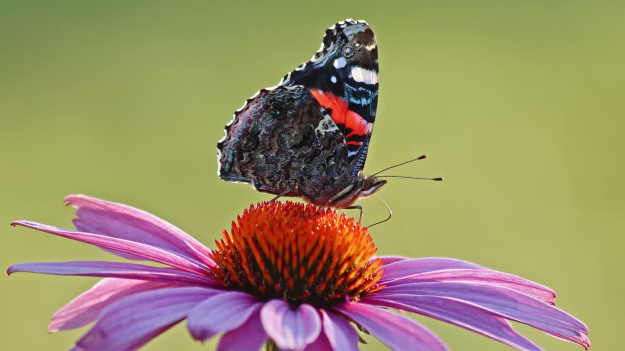 Primo piano di una farfalla Vanessa Atalanta che si nutre del nettare dell'Echinacea purpurea