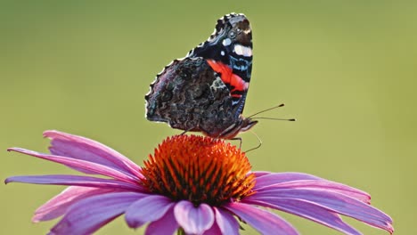 close up shot of red admiral butterfly feeding on the nectar of purple coneflower