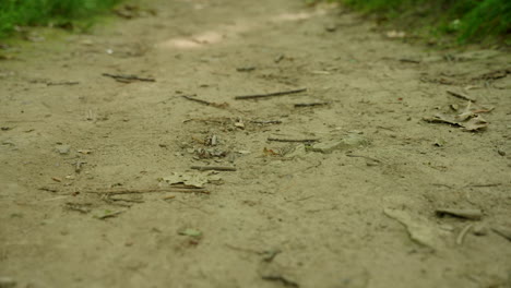 a dirt path in the forest