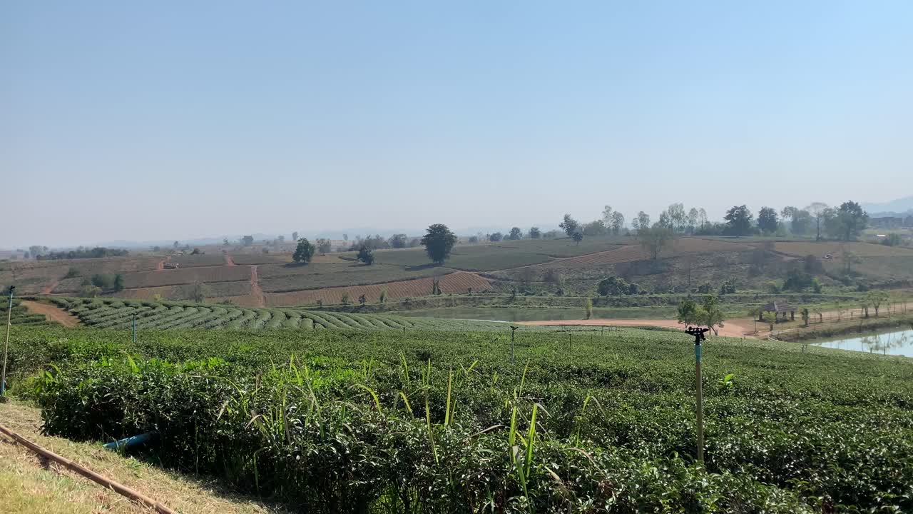 태국에서 녹차 농장의 받침대 위로 샷