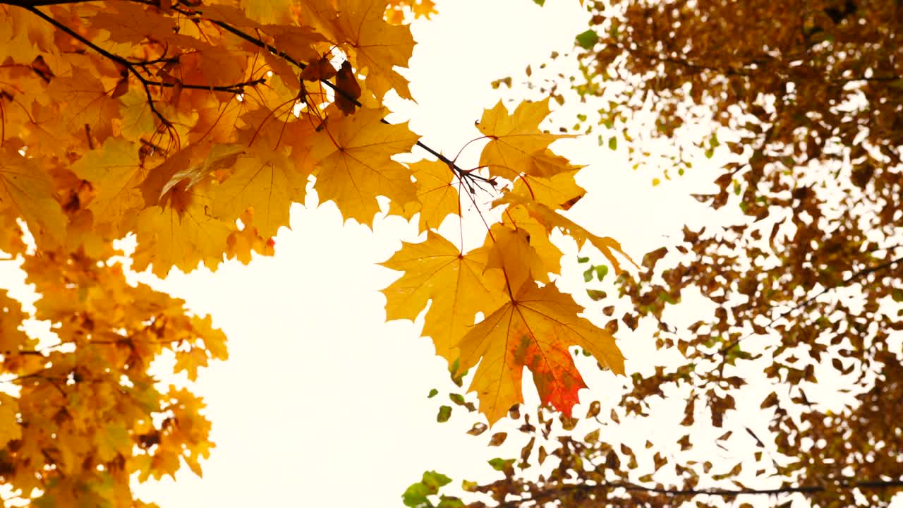 hojas de arce amarillas en una rama balanceándose en el viento bajo el cielo de otoño