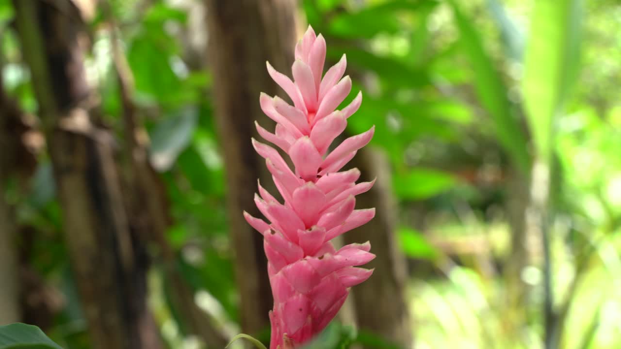 una hermosa flor rosa en un jardín