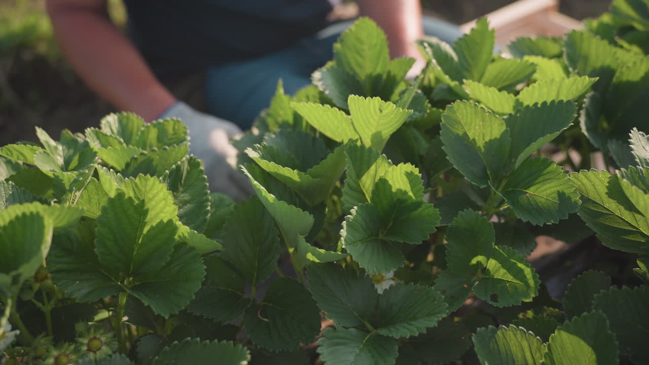 Close up of gardener squatting to inspect strawberry plant leaves in sunlit garden bed with soil and green foliage, checking buds and growth progress, focus on plant details and hand movements