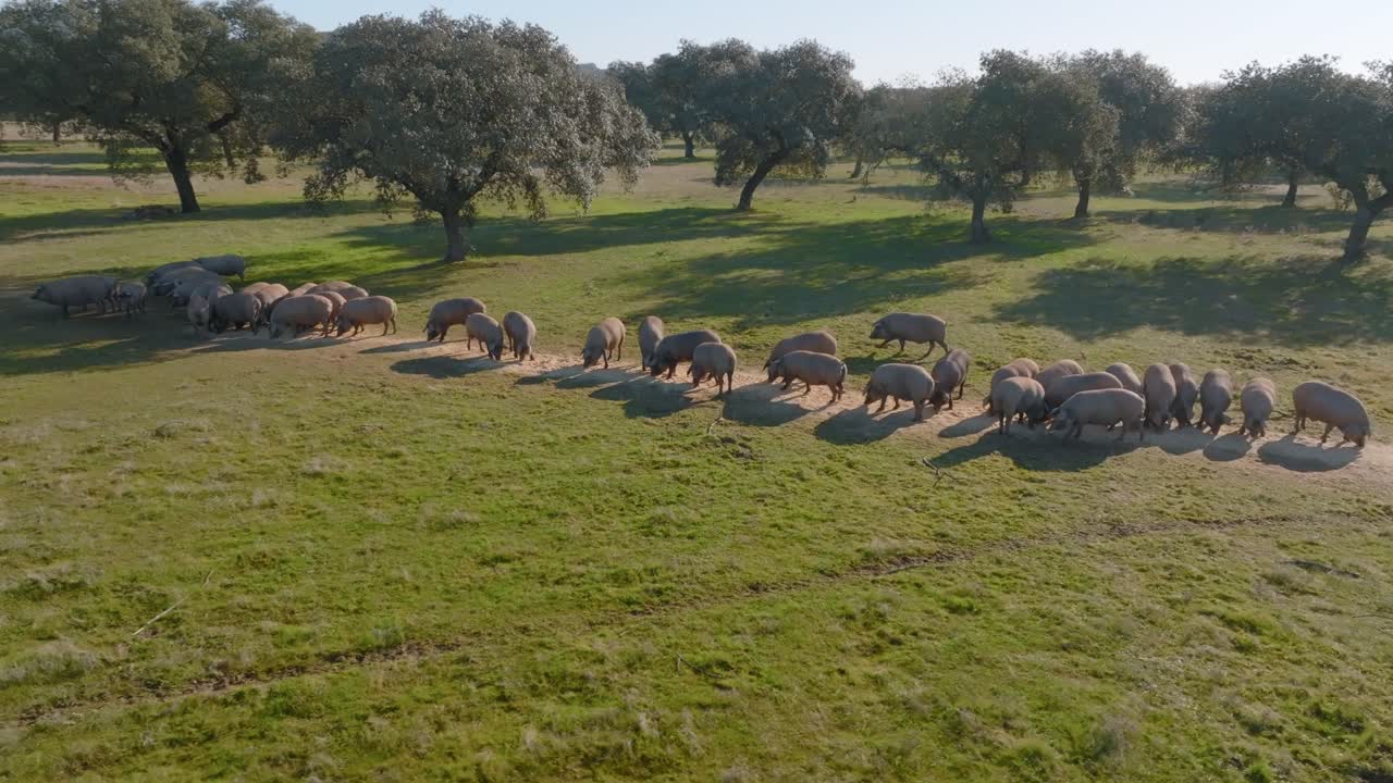 Gruppo di maiali iberici rannicchiati su terreni agricoli spagnoli