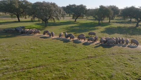 Gruppe-Iberischer-Schweine,-Die-Auf-Spanischem-Ackerland-Zusammengekauert-Sind