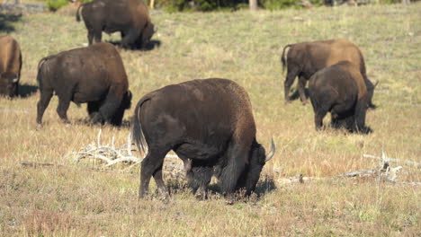 manada de bisontes pastando en el prado del parque nacional de yellowstone, wyoming, estados unidos, fotograma completo