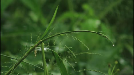 green grass with dew drops