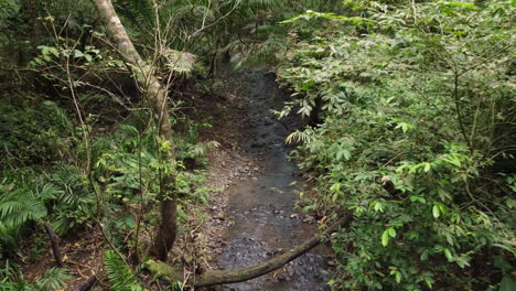 Luftaufnahmen-Aus-Einem-Niedrigen-Winkel-Eines-Friedlichen-Baches-In-Einem-Dichten-Wald-Zeigen-Die-Ruhe-Der-Natur