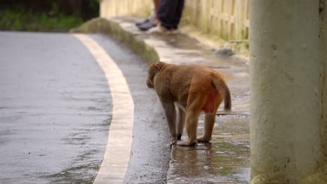 one-monkey-walking-on-road-side-footpath