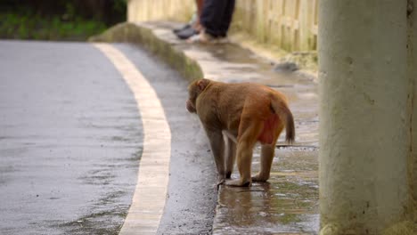 Ein-Affe-Läuft-Auf-Dem-Fußweg-Am-Straßenrand