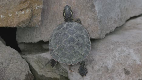 tortuga deslizante de vientre amarillo en la roca