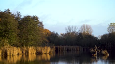 peaceful scenery of lake in the woods with sunlight on reeds in autumn