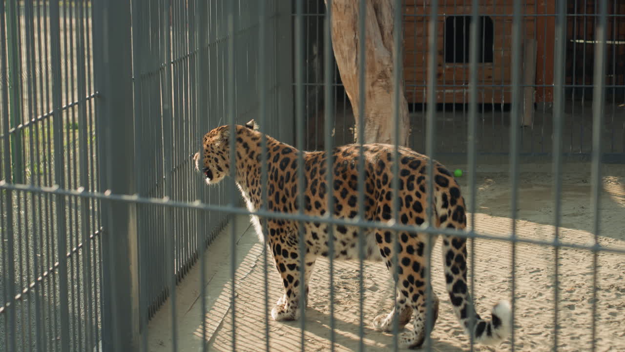 Leopardo na cerca, andando lentamente pela areia ensolarada com sombras listradas, para para cheirar o canto e olha em direção ao portão, cauda se move e passos medidos; a sequência captura o movimento vigilante e a curiosidade