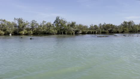 Reserva-Natural-En-Francia-En-Un-Río-Con-Una-Hermosa-Y-Rara-Naturaleza-Bajo-La-Soleada-Luz-Del-Sol