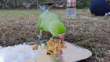 rose-ringed parakeets eat rice and food in a container in the grass field in the backyard close up clip