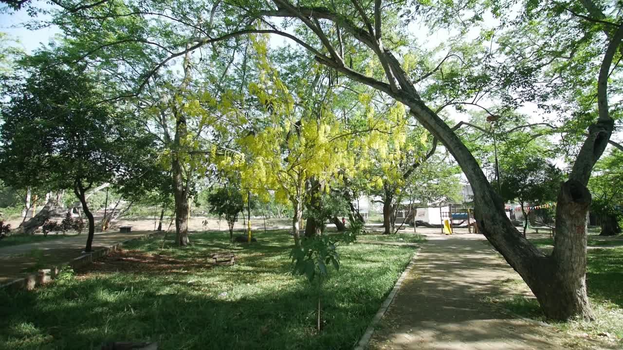 órbita amplia del árbol amarillo en el parque natural gallineral giron
