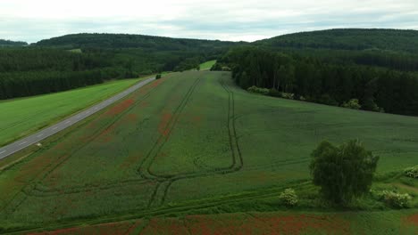 hilly fields with red blooming poppies. beautiful nature of czech landscape with road from drone