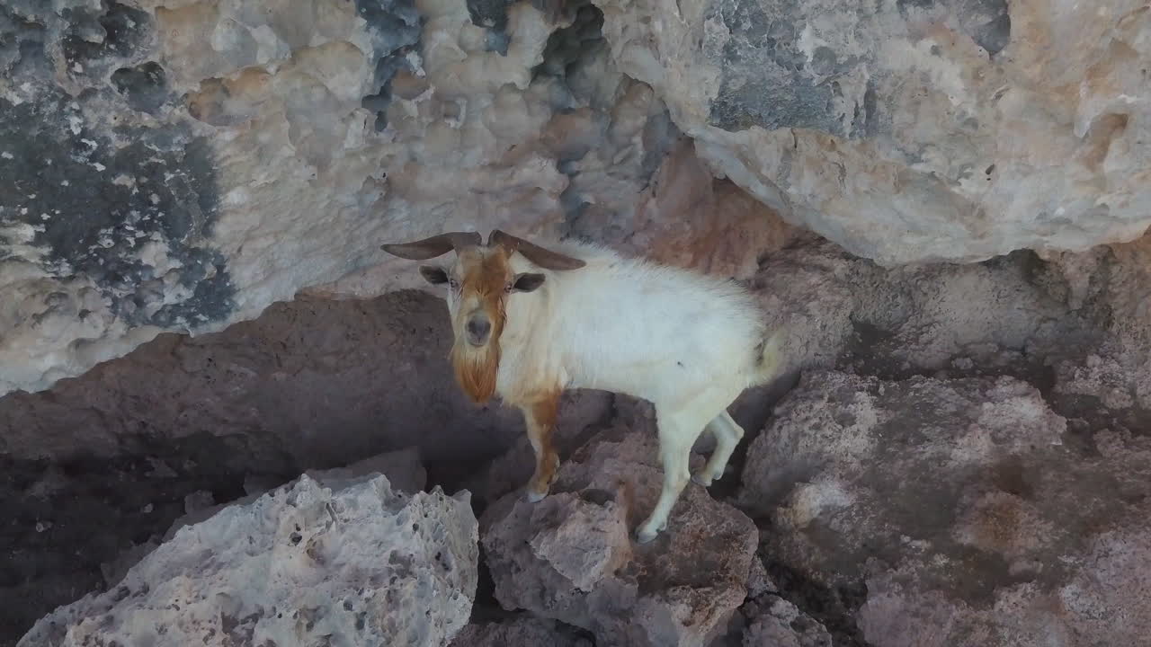 Ripresa panoramica di una capra selvatica marrone e bianca sul fianco di una scogliera ad Aruba
