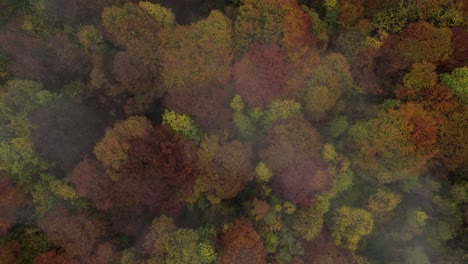 Aerial View of Colorful Autumn Forest
