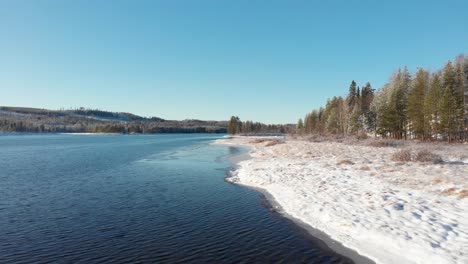 Banco-De-Río-Nevado-En-El-Río-Vindel,-Bordeado-Por-Un-Bosque-De-Pinos-Invernales-En-Björksele,-Suecia---Tiro-Aéreo-De-ángulo-Bajo